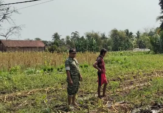 Babinsa Tlogosari Turun Langsung ke Sawah, Bukti Nyata Kedekatan TNI dan Rakyat!
