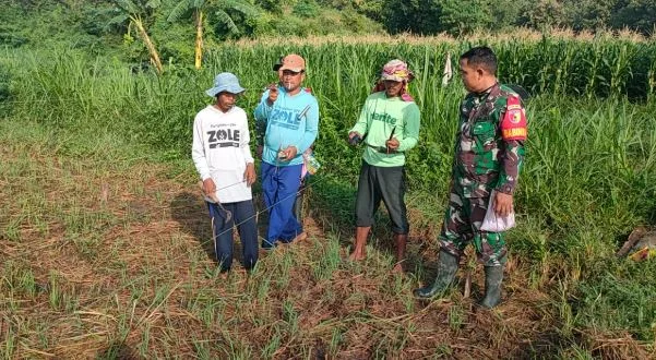 Babinsa Cangkring Bersama Petani Tanam Jagung Bisi 18