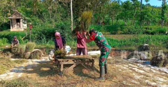 Di Setiap Kegiatan Warga, Babinsa Hadir: Serda Dedik Ugas Bantu Petani Panen