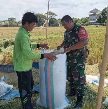 Panen di Tamanbaru Tembus 10 Ton Lebih, Peran Babinsa di Baliknya Jadi Sorotan