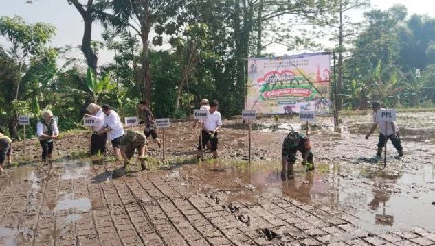 Gerakan Tanam Padi Serentak, Koramil Purwodadi Dukung Penguatan Ketahanan Pangan