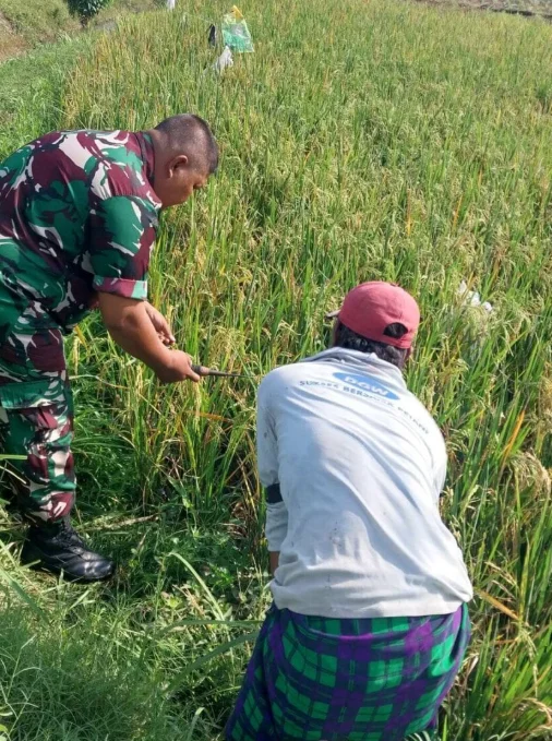 Dari Sawah Bulujaranlor, Koramil Tegalsiwalan Dorong Penguatan Ketahanan Pangan