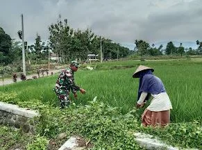 Koramil Jajaran Laksanakan Pendampingan dan Pengawasan Ketahanan Pangan di Wilayah Binaan