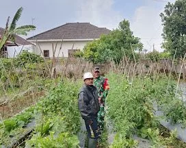 Tingkatkan Kualitas Panen Petani Tomat, Babinsa Tutur Lakukan Komsos di Desa Punging