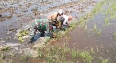 Sawah Jadi Ladang Pengabdian, Babinsa Asembagus Bersama Petani Tanam Padi
