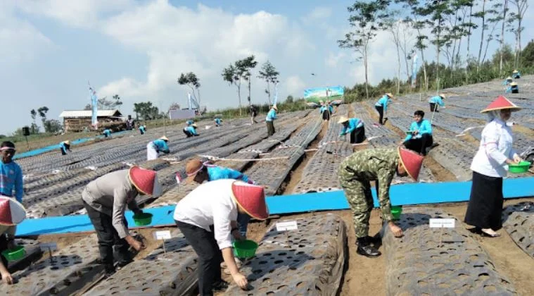 Dandim 0818 Hadiri Penanaman Bawang Putih Serentak di Kabupaten Malang