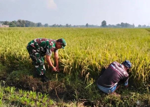 Koramil Tongas Laksanakan Pendampingan Dan Pengawasan Ketahanan Pangan Dalam Proses Perawatan Tanaman Padi