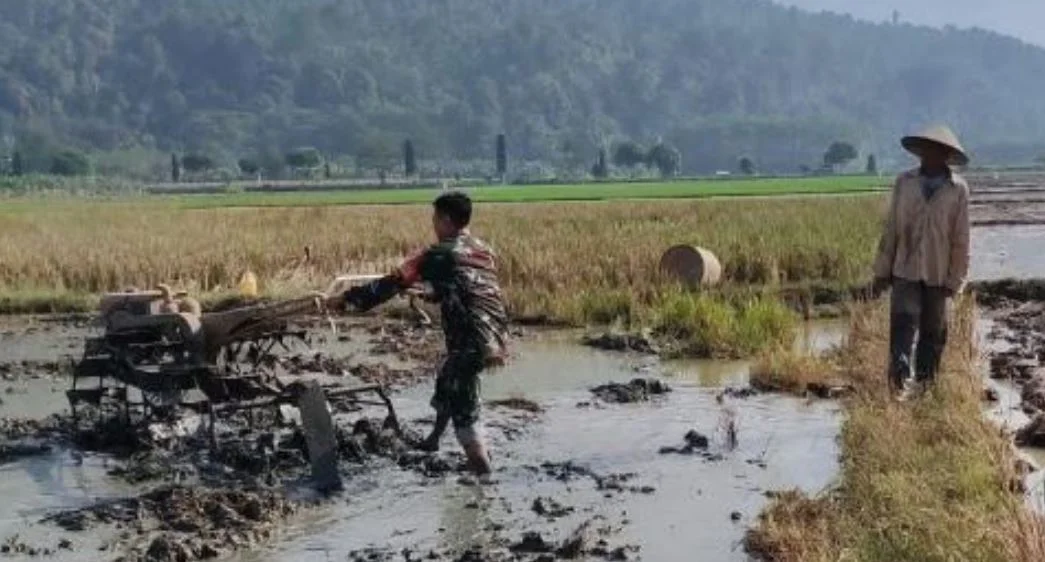 Wujudkan Pertanian Produktif, Babinsa Bulurejo Dampingi Pengolahan Lahan Poktan Umbulsari I