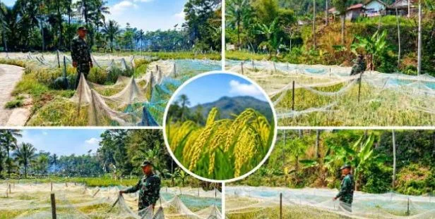 Koramil Tiris Dampingi Petani Rawat Tanaman Padi Dukung Ketahanan Pangan Nasional