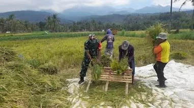 Pagi-Pagi Babinsa Sudah Berkeringat Di Sawah, Dampingi Panen Padi Petani Di Grujugan