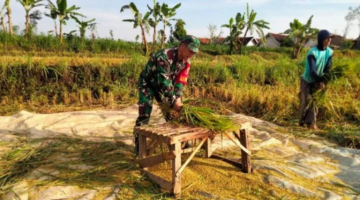 Koramil Wonomerto Dampingi Proses Panen Padi Petani Wilayah Binaan